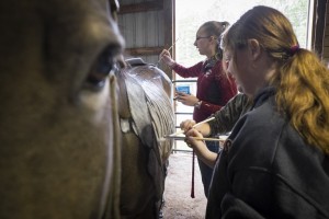 equestrian art students