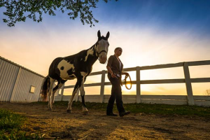 equestrian career horse rescue trainer