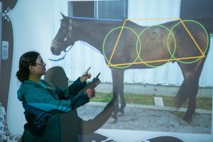 equestrian major teaching techniques